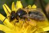 Andrena sp.